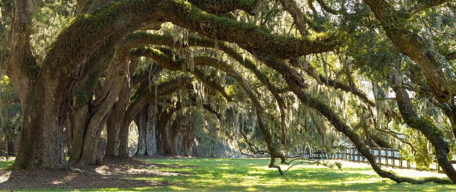 Charleston, SC beautiful oaks avenue view