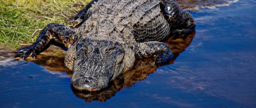 Aligator in Kiawah Island, SC