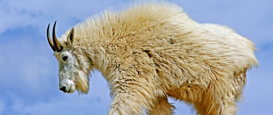 Black Hills, SD Mountain Goat