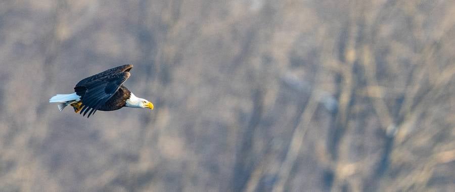 closeup shot of a bald eagle flying over Wisconsin Great River Road, WI