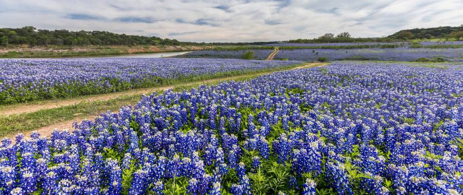 flowers in a massive field near Austin, TX