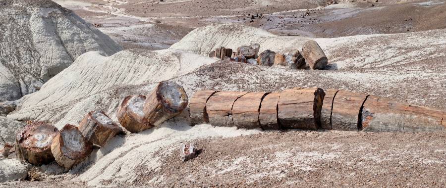 cut wood in Petrified Forest National Park
