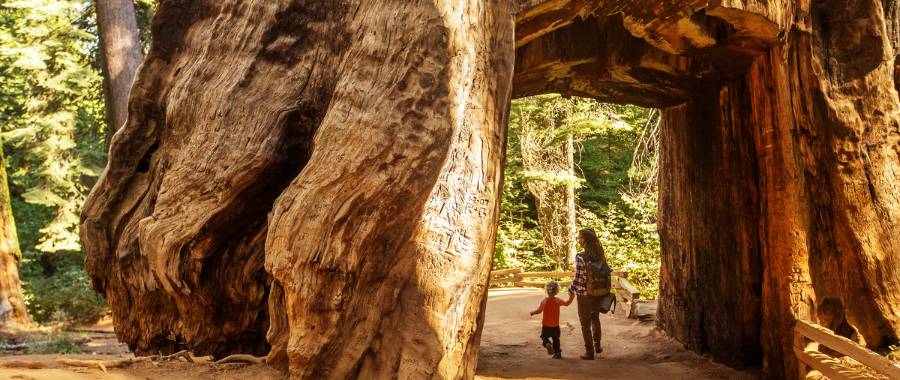 visiting Yosemite National Park with family