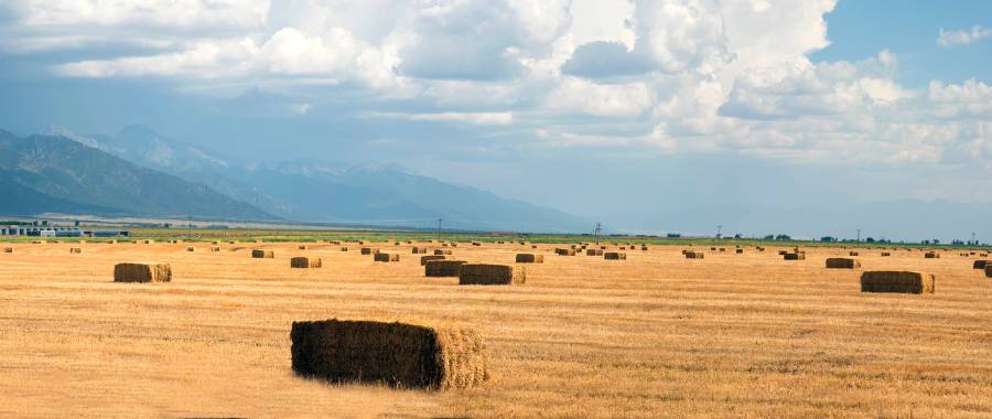 hay in the farm fields of San Luis Valley