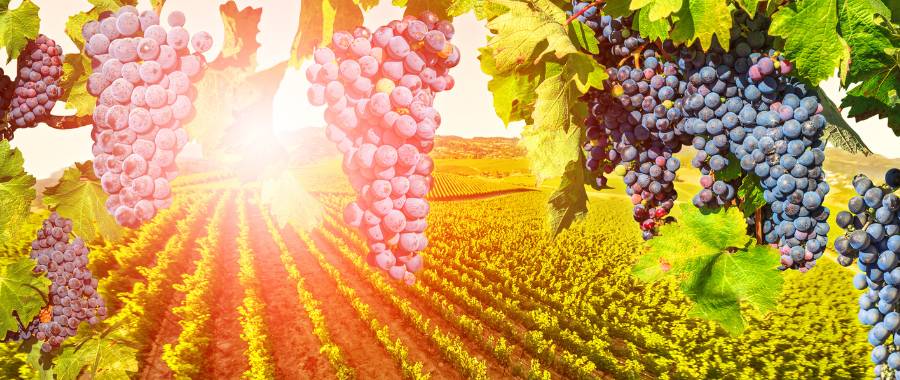 View of red wine grapes at Napa Valley