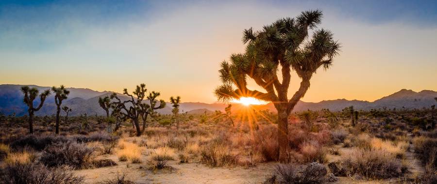 view of sunset and cacti in Joshua Tree National Park