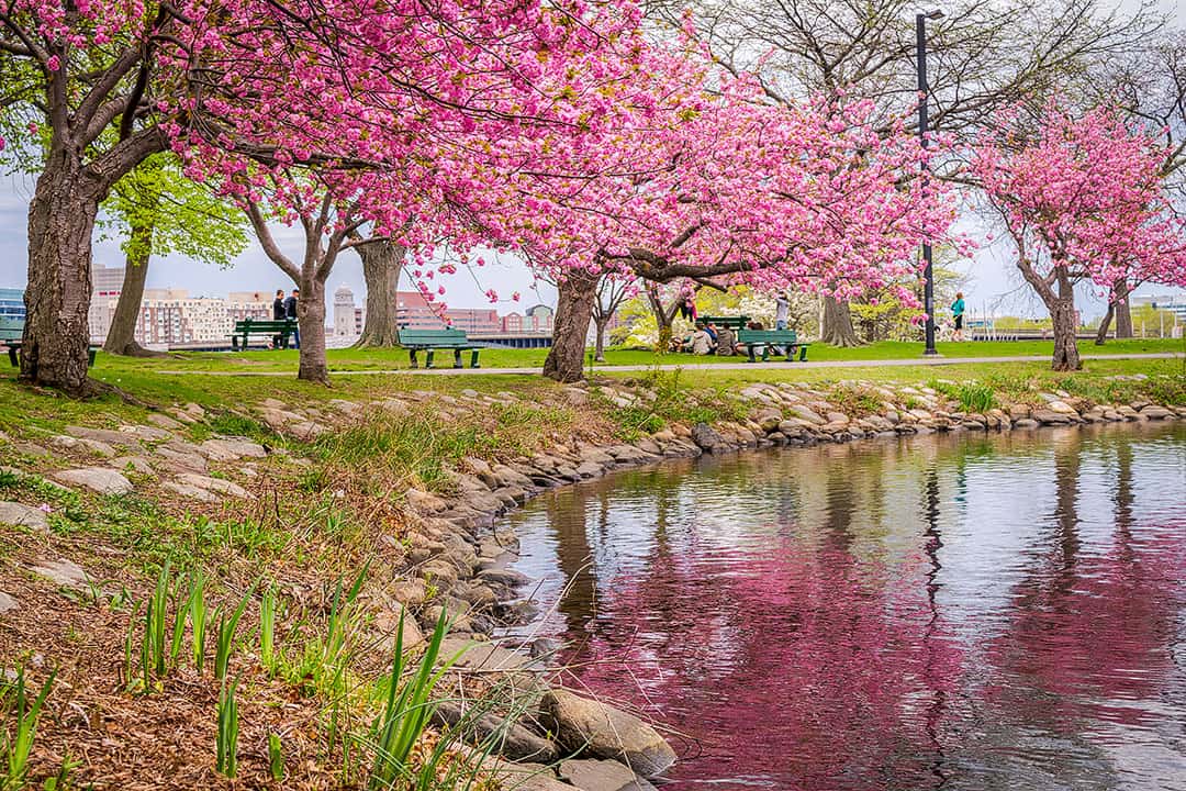 Cherry Blossom Boston Massachusetts - Charles River Esplanade has the highest concentration of cherry trees in the section bordering Back Bay