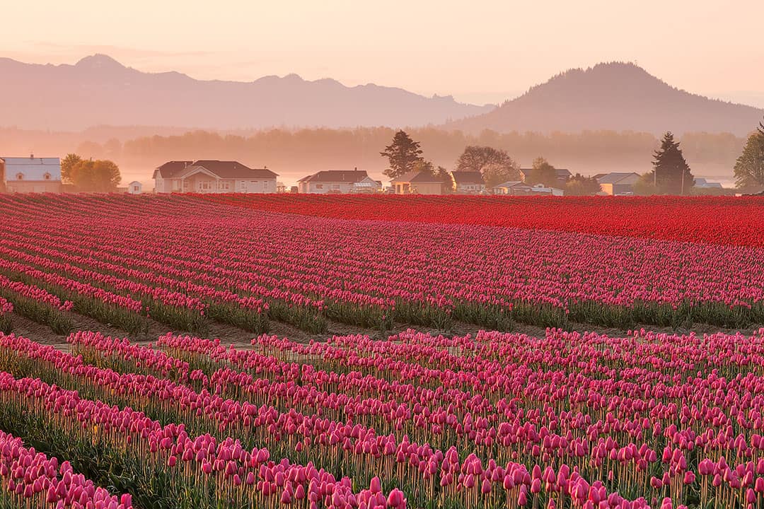 skagit valley tulip festival