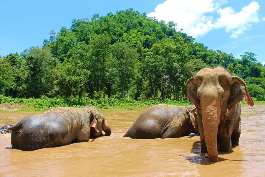Elephants bathing in the Elephant Nature Park in Chiang Mai, Thailand