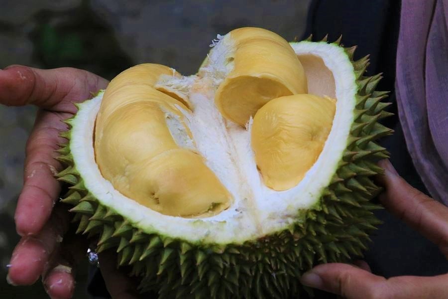 The famously fragrant durian