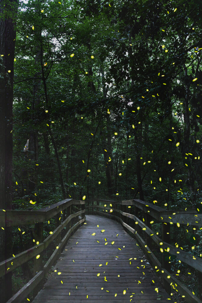 Planning to visit Congaree National Park for the synchronous fireflies? Check out this pin and save it to see the ultimate guide to the national park. Check out our list of the best things to do in Congaree National Park, which ranger program you should sign up for, how to pack for the trip, and where you should stay. // Local Adventurer #localadventurer #discoverSC #southcarolina #visittheusa #realcolumbiasc