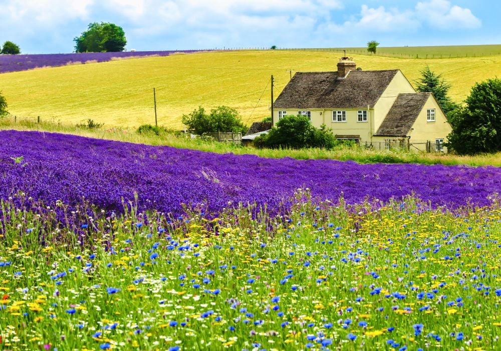 The stunning Cotswold Lavender Farm in the middle of summer.