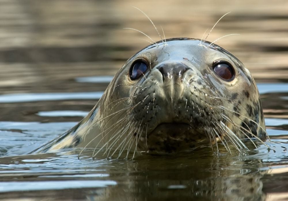 A close-up photo of a seal in the water.