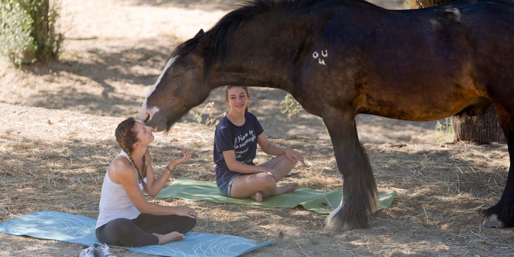 Wondering about Whitefish activities? Try horse yoga!