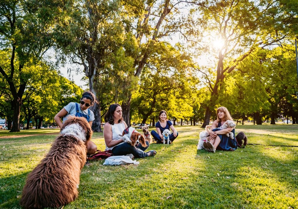 pet sitters playing with their dogs