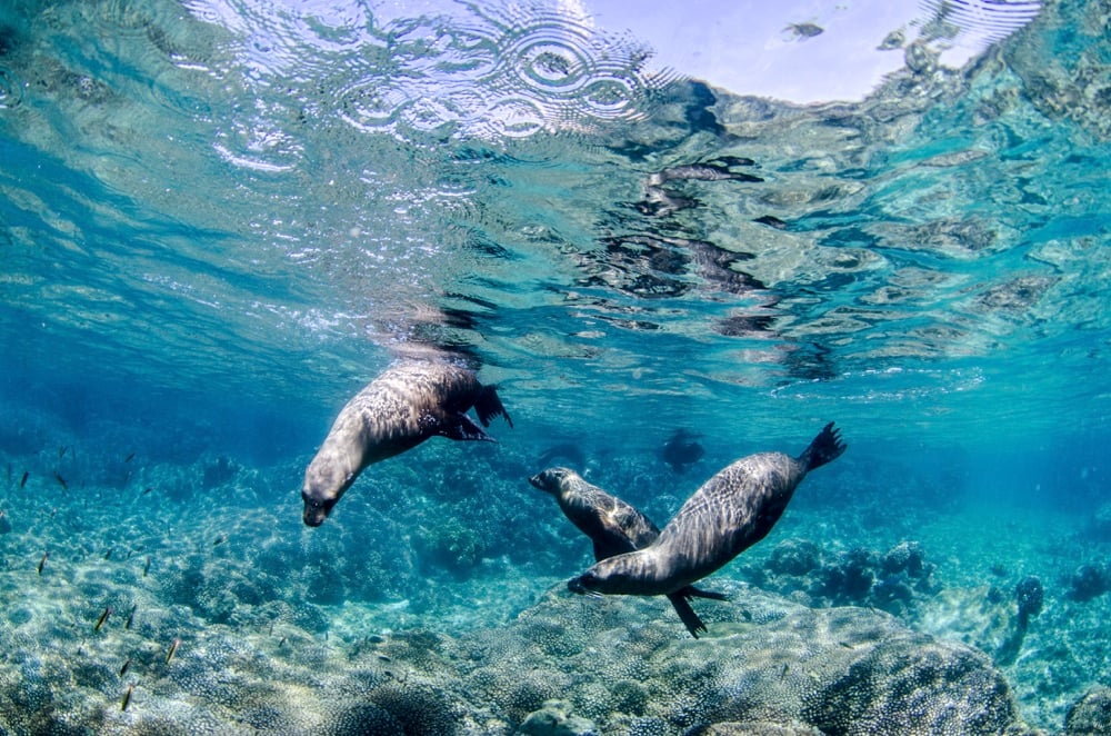 Swimming with sea lions in La Paz, Mexico