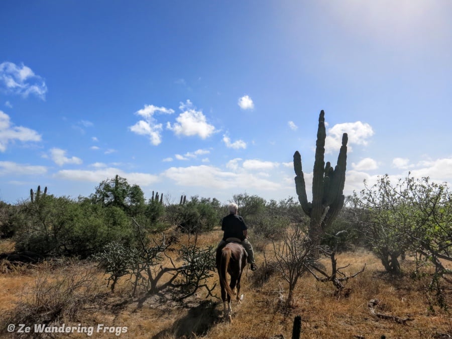 Horseback Riding in the desert, one of the fun things to do in La Paz, Mexico