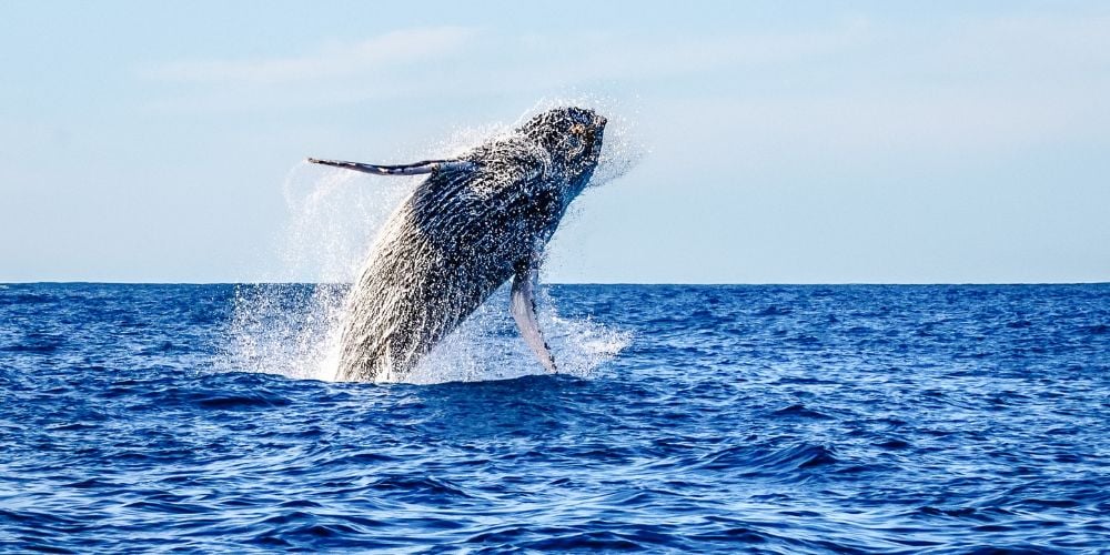 Humpback whale leaping out of the water near La Paz, Mexico