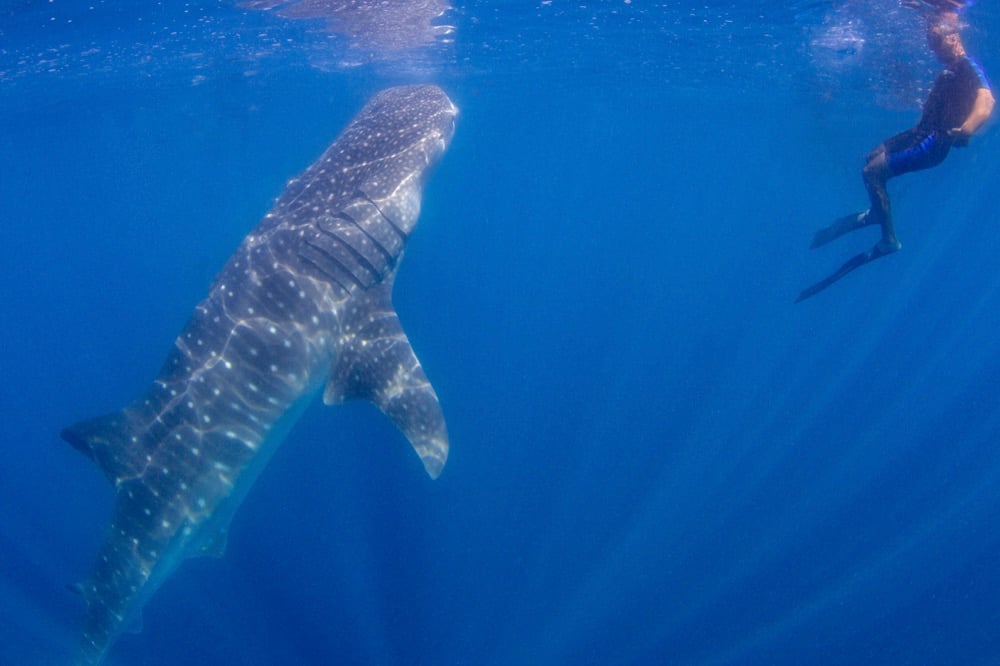 Swimming with whale sharks is one of the best things to do in La Paz.