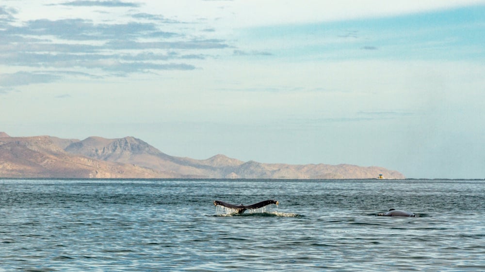 Whale watching in La Paz