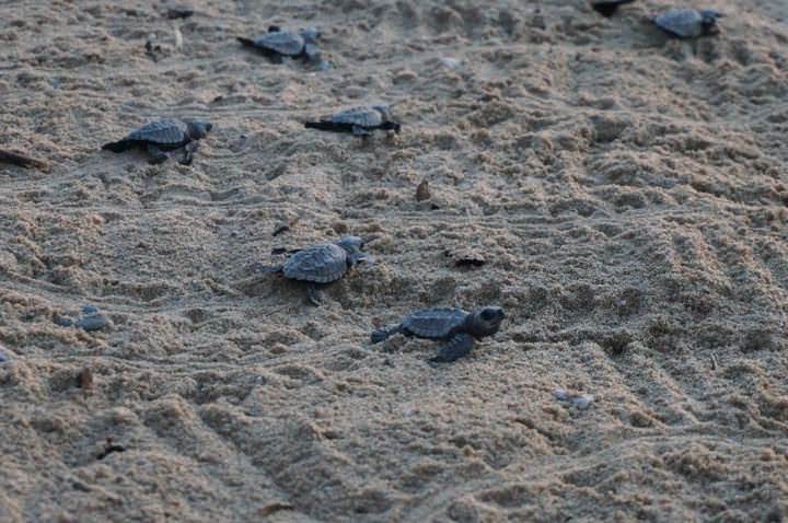 turtle release puerto escondido oaxaca 
