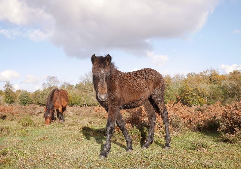 New Forest National Park in England