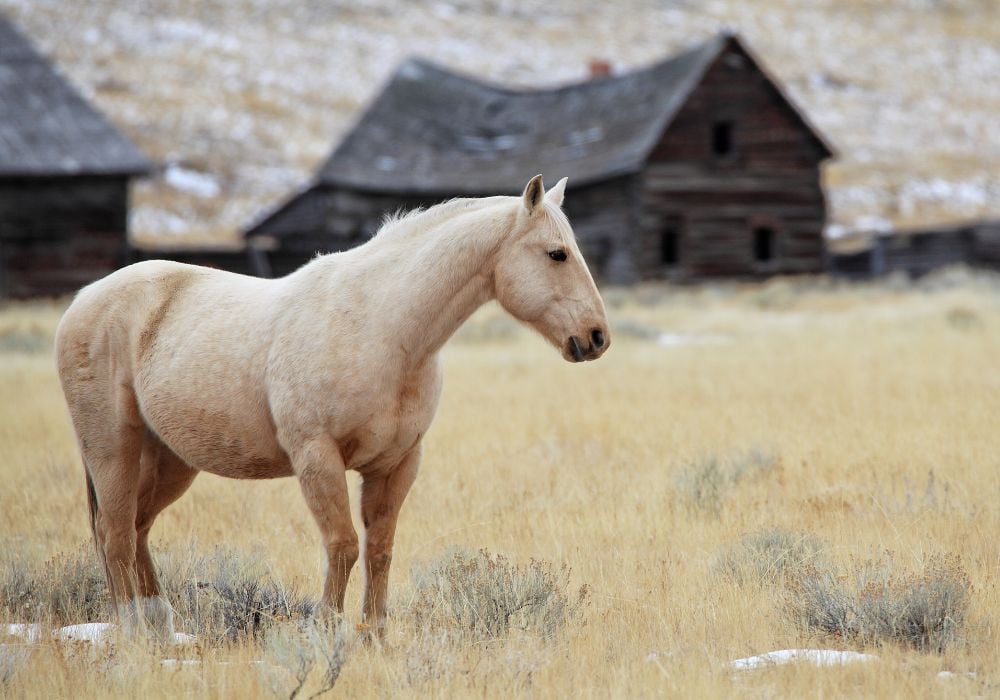 Tan horse with a traditional Montana homestead in the background.