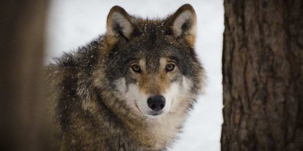 A wolf in Yellowstone National Park