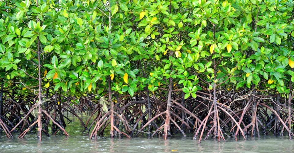 Up close with the mangroves at Gazi Beach