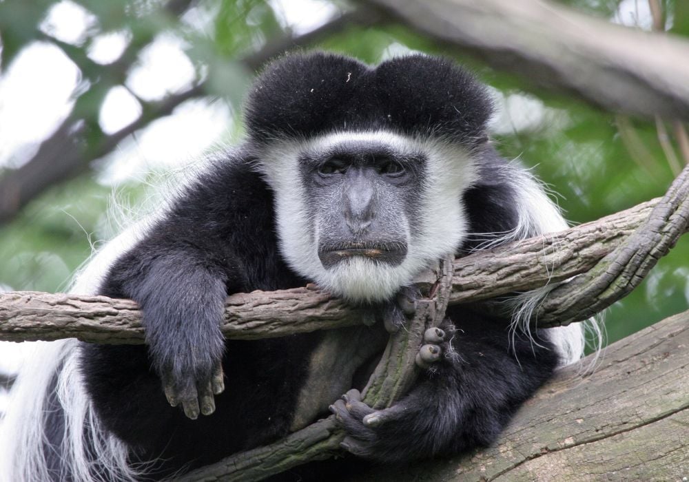 Tired and sad looking Colobus monkey perched in a tree