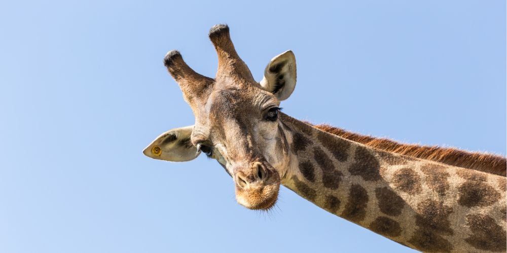 Giraffe in Bora Bora Wildlife Park