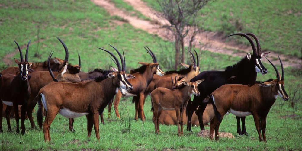 Sable antelope in the Shimba Hills National Reserve