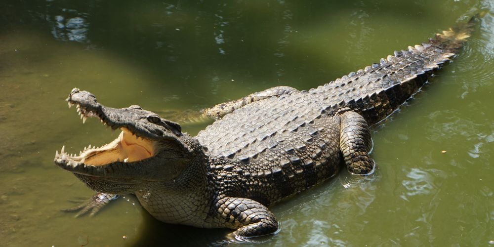 Crocodile in the Playa Linda crocodile reserve