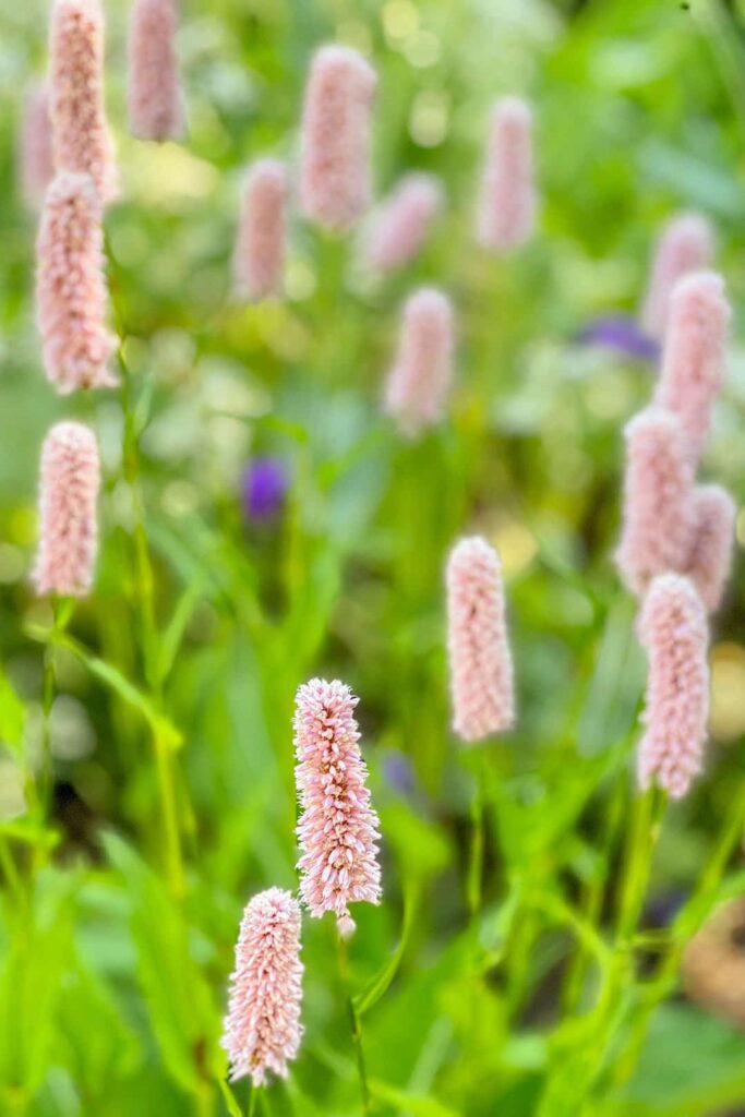 vail betty ford garden