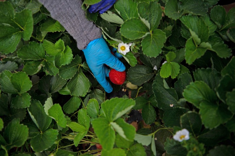 A woman picks a strawberry in Ayamonte, Huelva, in 2022.