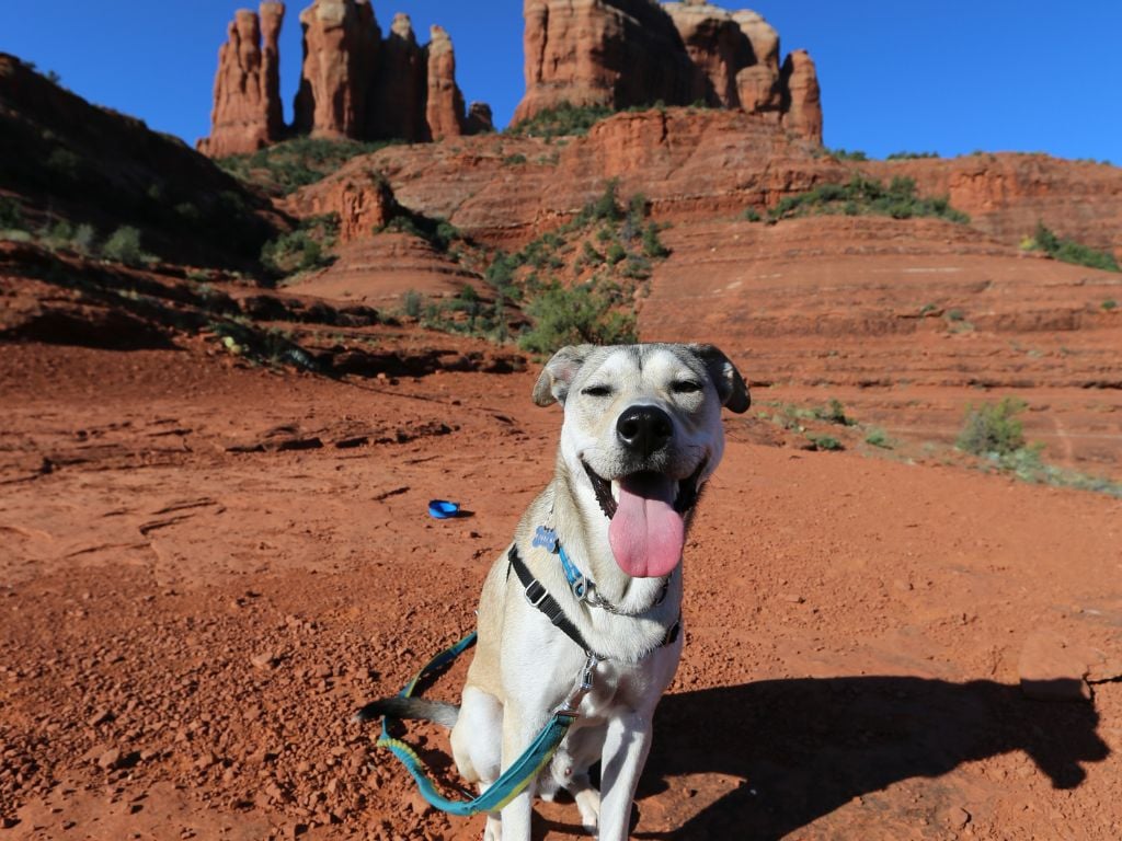 dog out for a hike in sedona arizona with rocky cliffs behind him