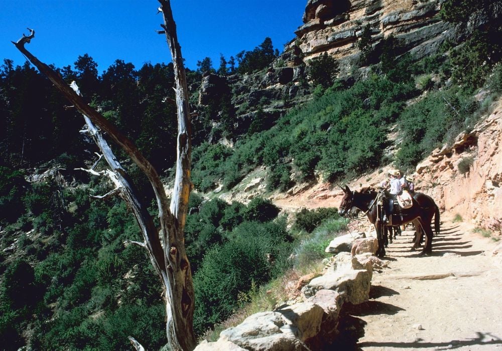 people riding mules at the grand canyon