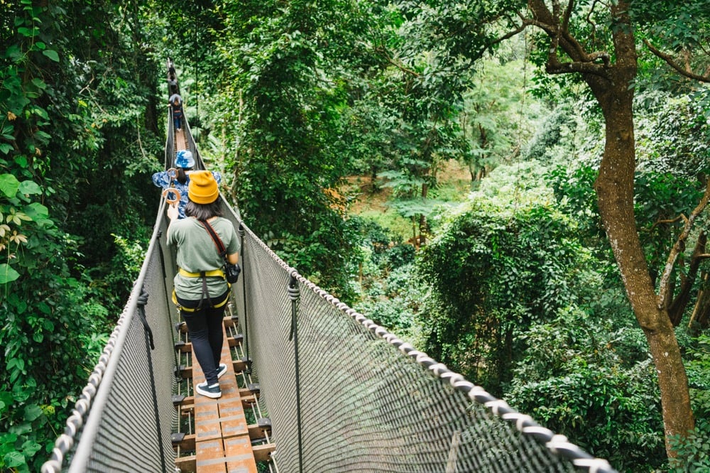 Tree top hike in Chiang Rai