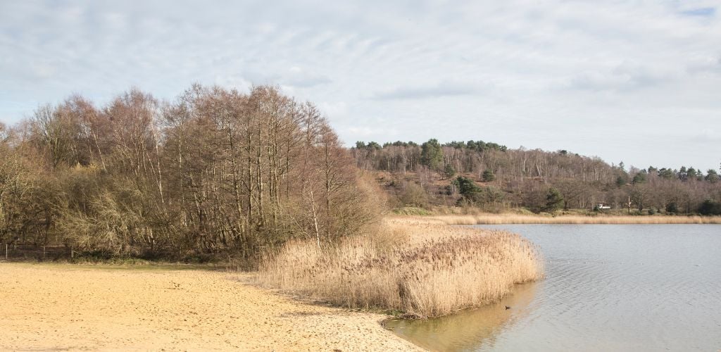 Frensham Great Pond, with brownish trees and bushes