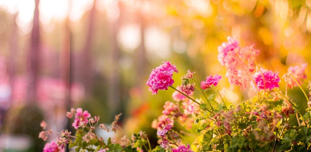 Selective Focus Photography of Pink Petaled Flowers