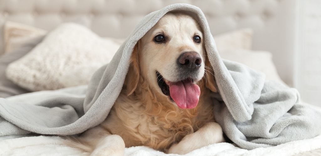 Dog in a room vailed by a towel