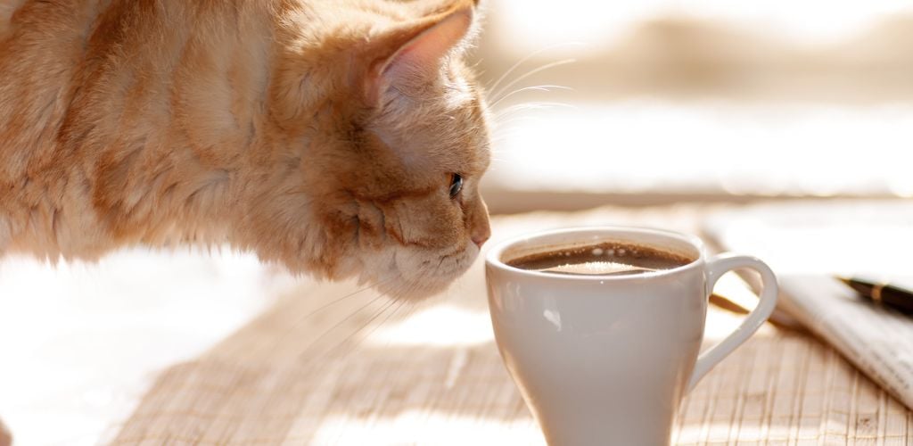 Cat Sniffing coffee