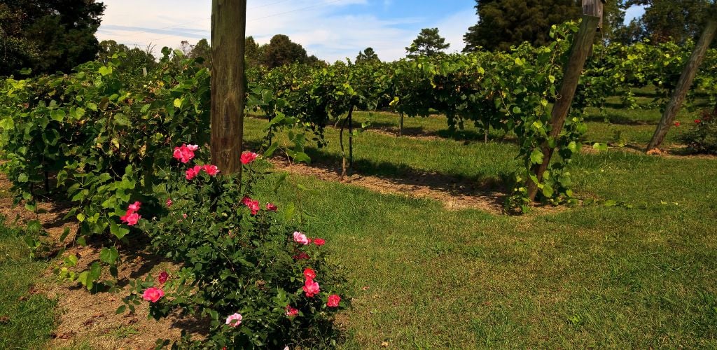 Grape vineyard in yadkin valley NC 