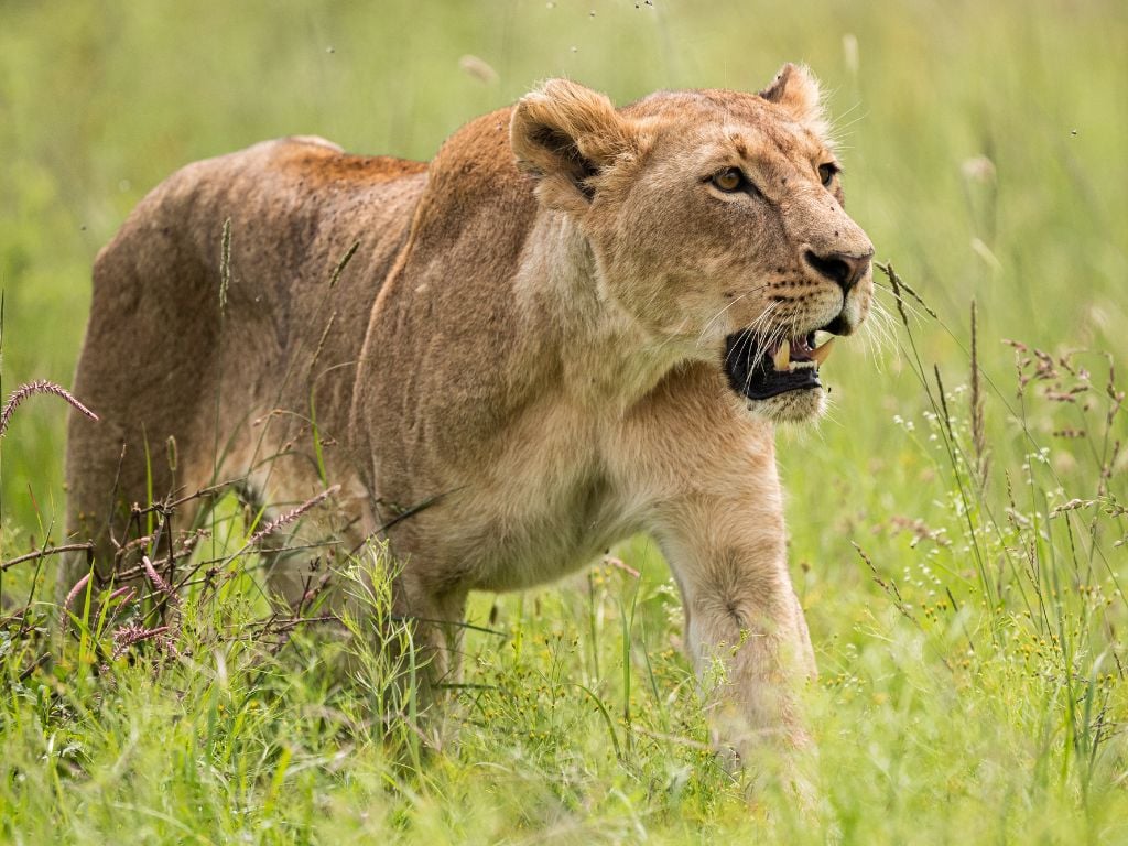 a female lion walking through nairobi national park