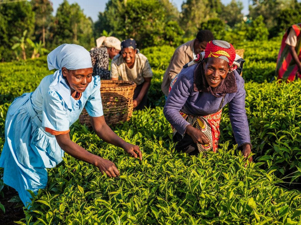 6 kenyan women picking tea from a plantation