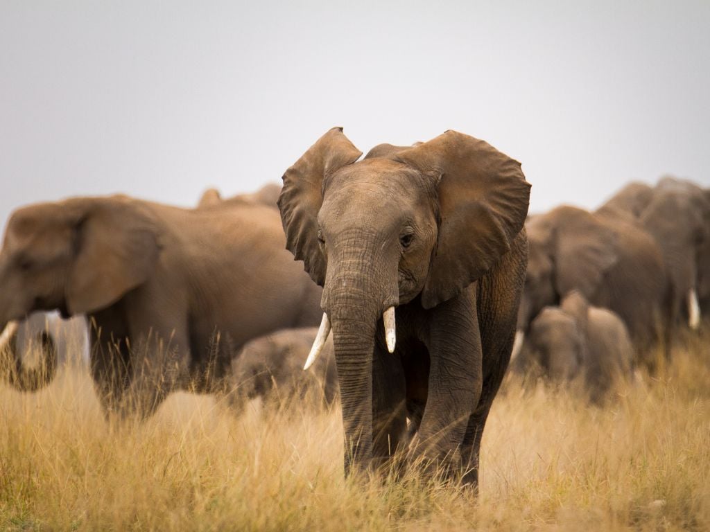 elephants at amboseli national park kenya