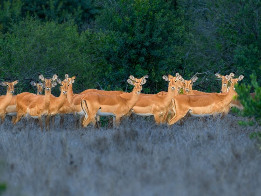 antelope in the Ol Pejeta Conservancy