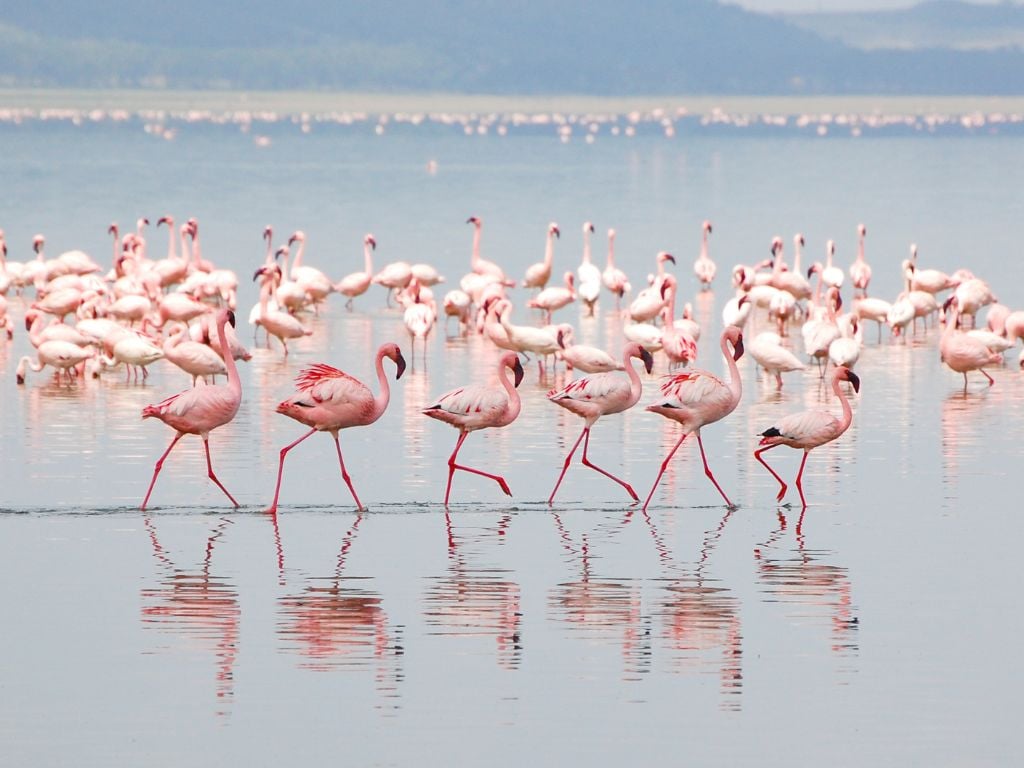 pink flamingoes walking through the water at lake nakuru