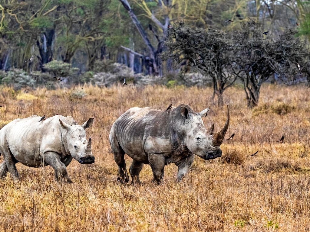 two rhinos walking through the bush at lake nakuru kenya