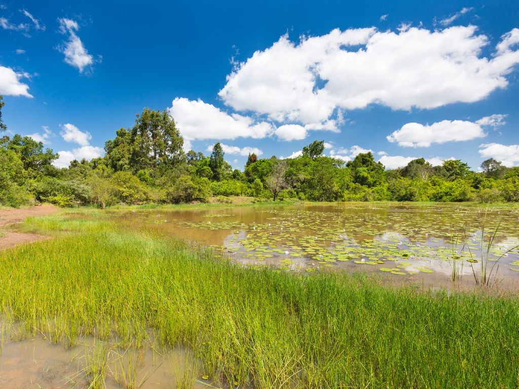 green grass, trees and a lake at karura forest